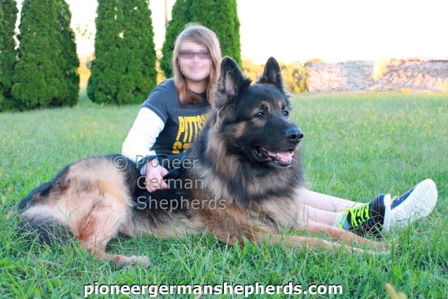 German Shepherd Dog Puppy Dog For Sale In Gettysburg Pennsylvania