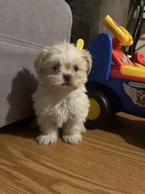Shih Tzu puppy for sale + 65753