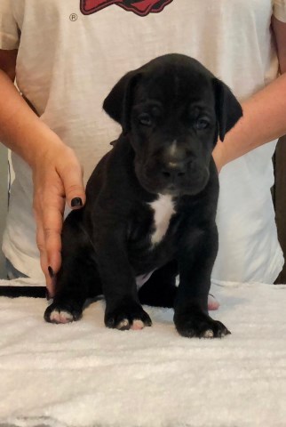 AKC Registered Part European Great Dane Puppies Available