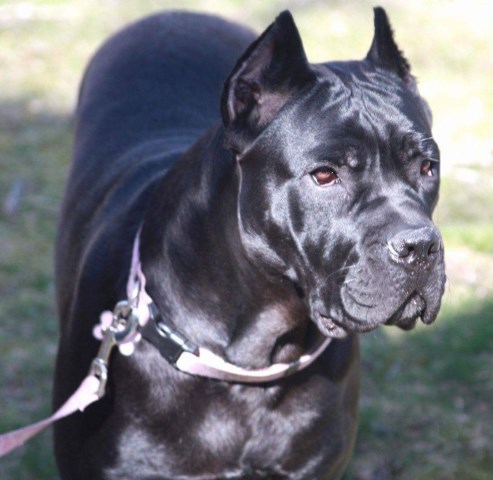 cane corso mass