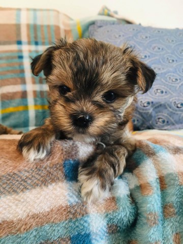 MORKIE puppy 1 boy available [Maltese x Yorkie]