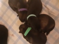 3 SOLID BLACK GIRLS,  TITLED SIRE German Shepherd Dog for sale/adoption