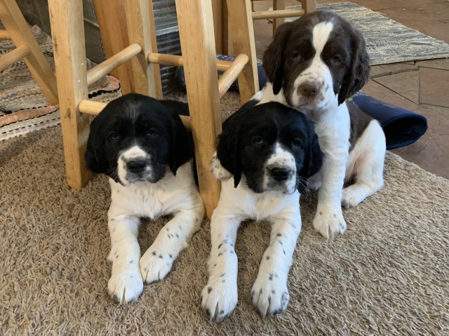 English Springer Spaniel pups