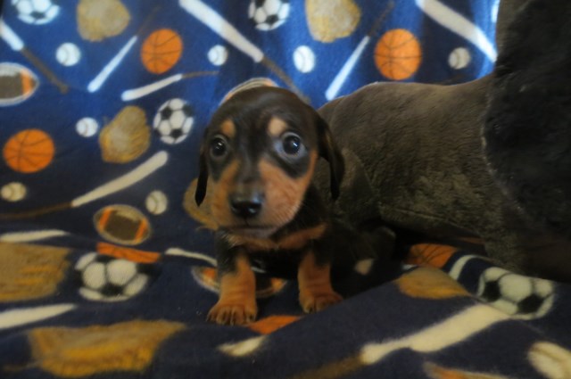 Dachshund puppy for sale + 58269