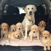 Golden Retriever Puppies for Adoption Golden Retriever for sale/adoption
