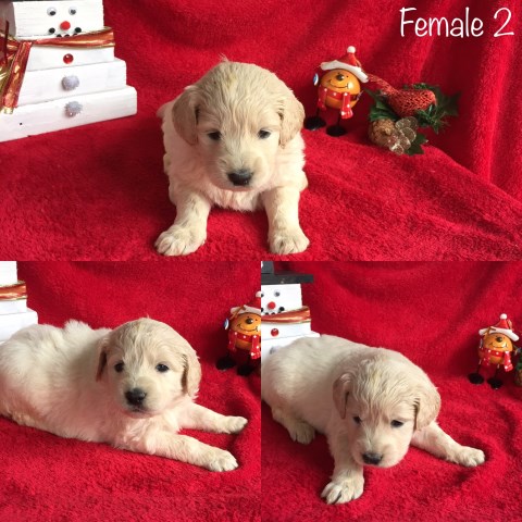 Goldendoodle puppy for sale + 54646