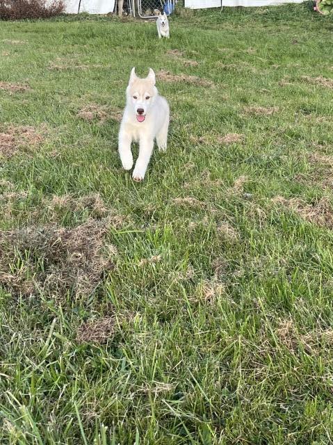 Siberian Husky puppy for sale + 64144