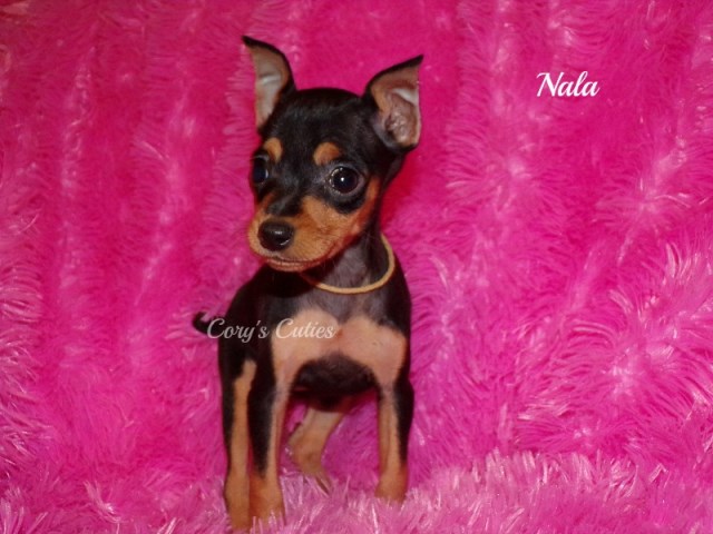 Miniature Pinscher puppy for sale + 53977