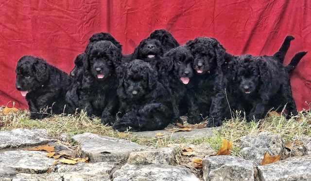 Goldendoodle puppy dog for sale in Wimberley, Texas