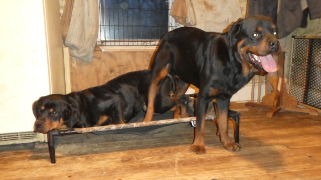 Rottweiler puppy for sale + 61622