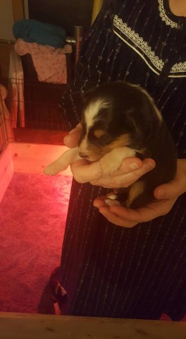 Sheltie puppies for sale $650 each
