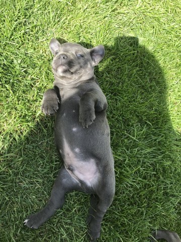 Staffordshire Bull Terrier puppy for sale + 49502