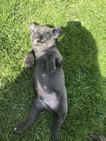 Staffordshire Bull Terrier puppy for sale + 49502
