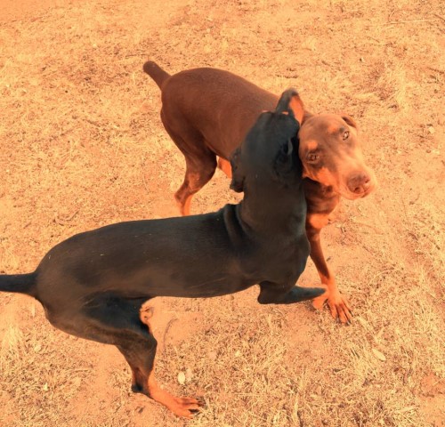 Doberman Pinscher puppy for sale + 62681