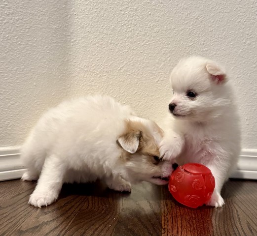 Pomeranian puppy for sale + 66431