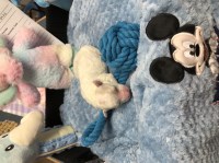 Maltipoo for Rehoming Maltipoo for sale/adoption