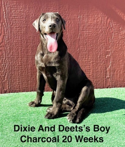 AKC Charcoal Male Labrador Puppy