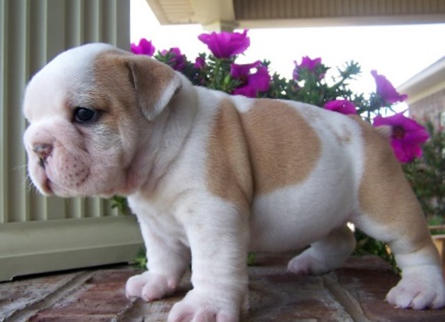 English Bulldog puppy for sale + 51634