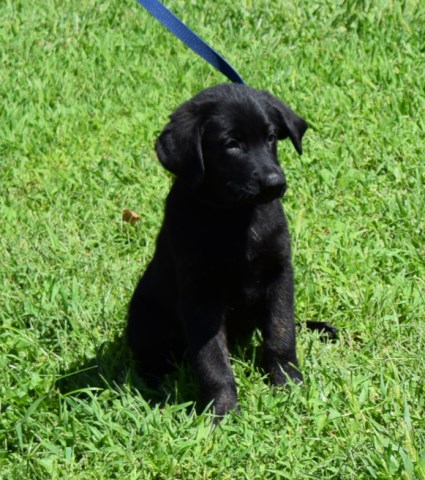 AKC German Shepherd AKC Golden Retriever Cross Breed Puppies Available NW Ohio Ready August