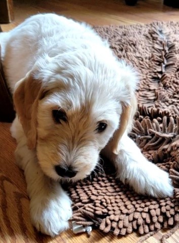 Goldendoodle puppy for sale + 64075