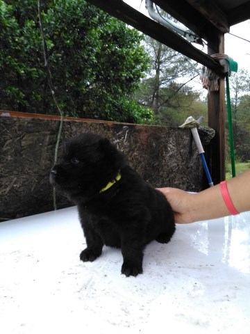 Chow Chow puppy for sale + 54275