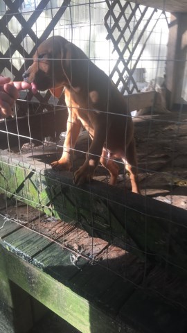 Redbone male puppy for sale and makes great puppy for kids or for raccoon hunting
