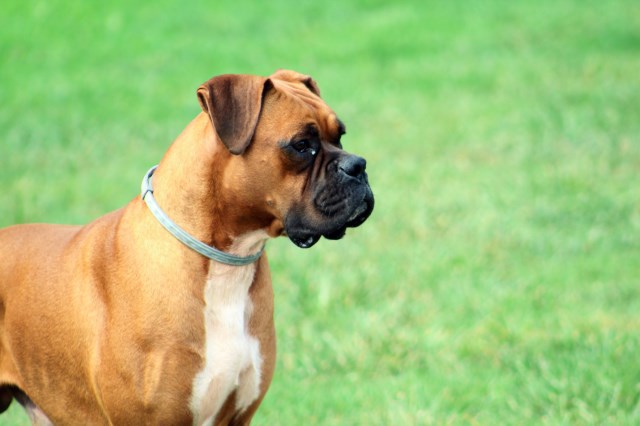 carolina dog boxer mix carolina dog boxer mix