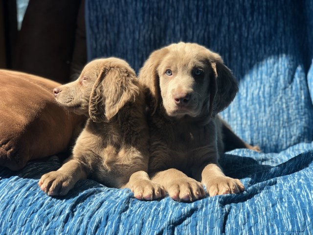 Akc long hair Weimaraners