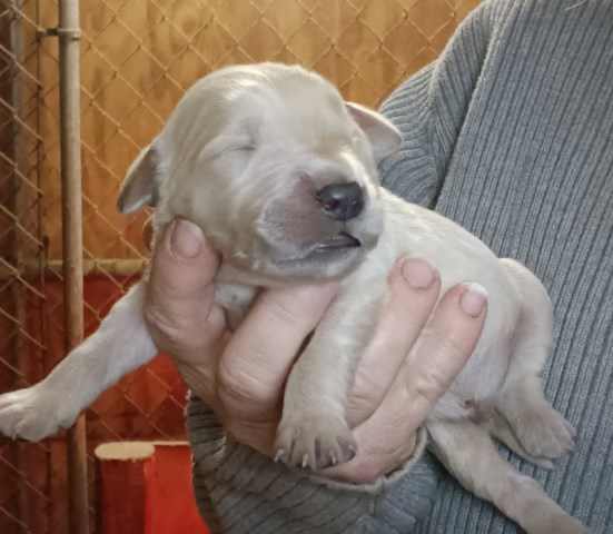 Golden Retriever puppies AKC