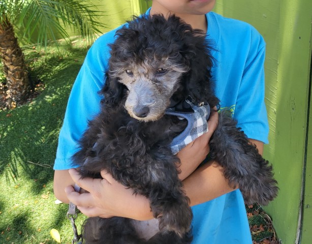 Silver Poodle miniature