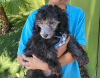 Silver Poodle miniature Poodle Miniature for sale/adoption
