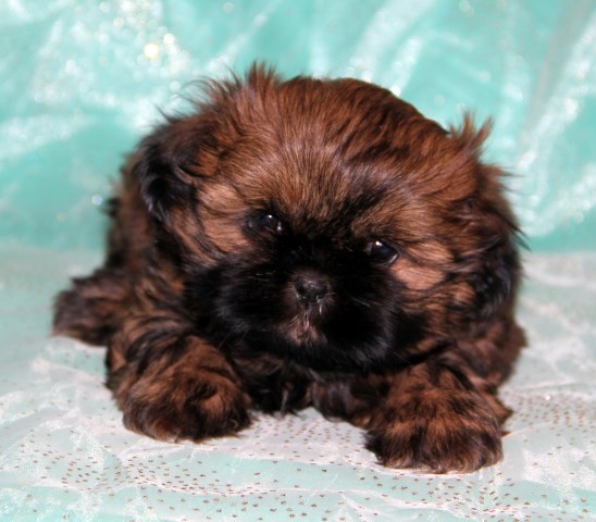 Shih Tzu Puppies