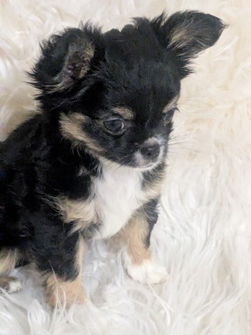 Tiny Long Coat Apple Head Female AKC Chihuahua