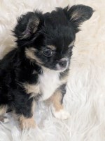 Tiny Long Coat Apple Head Female AKC Chihuahua Chihuahua for sale/adoption