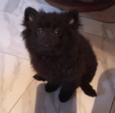Pomeranian puppy for sale + 61988
