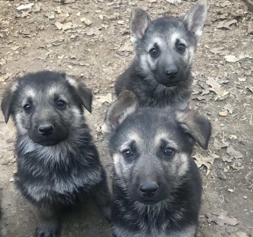 German Shepherd Dog puppy for sale + 51791