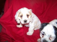free puppies redding ca search locally for american cocker spaniel puppies and dogs nearest you freedoglistings free puppies redding ca search locally for american cocker spaniel puppies and dogs nearest you freedoglistings