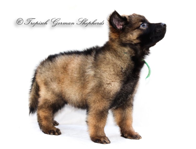 Dark sable long coat male German shepherd puppy