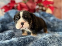 English Bulldog, F, Purple collar, health tested clear English Bulldog for sale/adoption