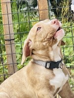 3 month old male Pit/Chiweenie for sale American Pit Bull Terrier for sale/adoption