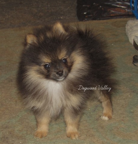Pomeranian puppy Ripley