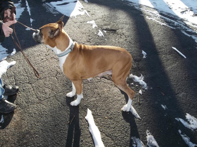 Boxer puppy for sale + 47677
