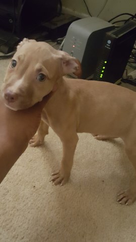 American Pit Bull Terrier puppy for sale + 50248