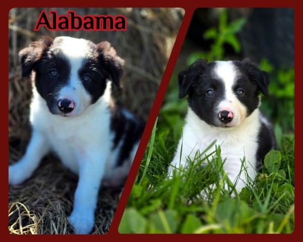 Male Border Collie For Sale