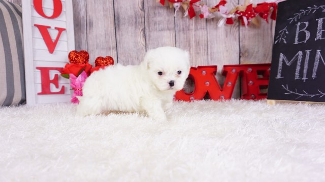 Shih Tzu puppy for sale + 55199