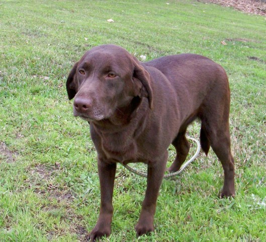 Labrador Retriever puppy for sale + 60368