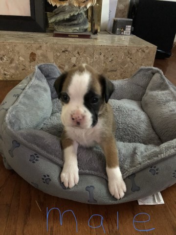 Akc registered Boxer puppies