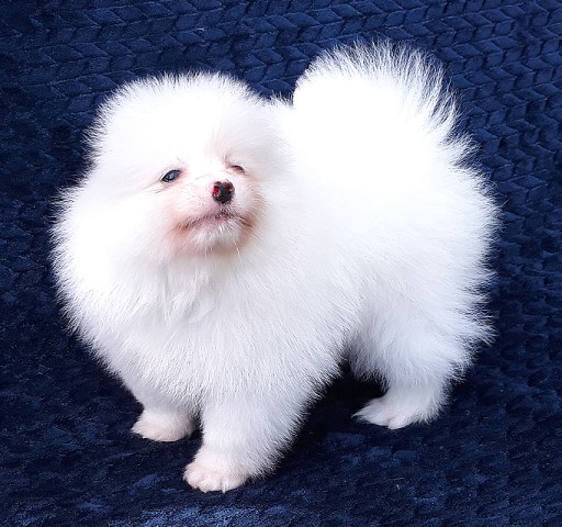 Pomeranian puppy for sale + 61921