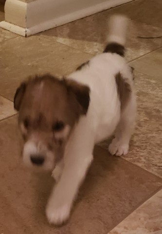 Wire Fox Terrier puppy for sale + 62335