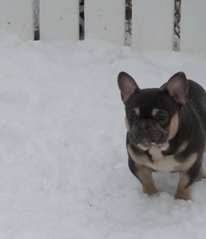 French Bulldog puppy for sale + 63098